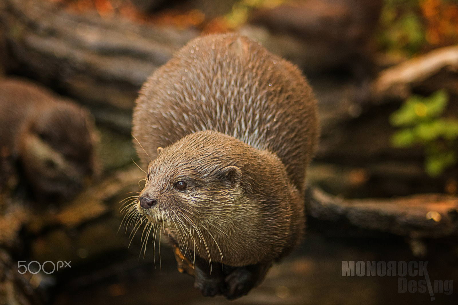 Canon EOS 760D (EOS Rebel T6s / EOS 8000D) + EF75-300mm f/4-5.6 sample photo. Otter photography