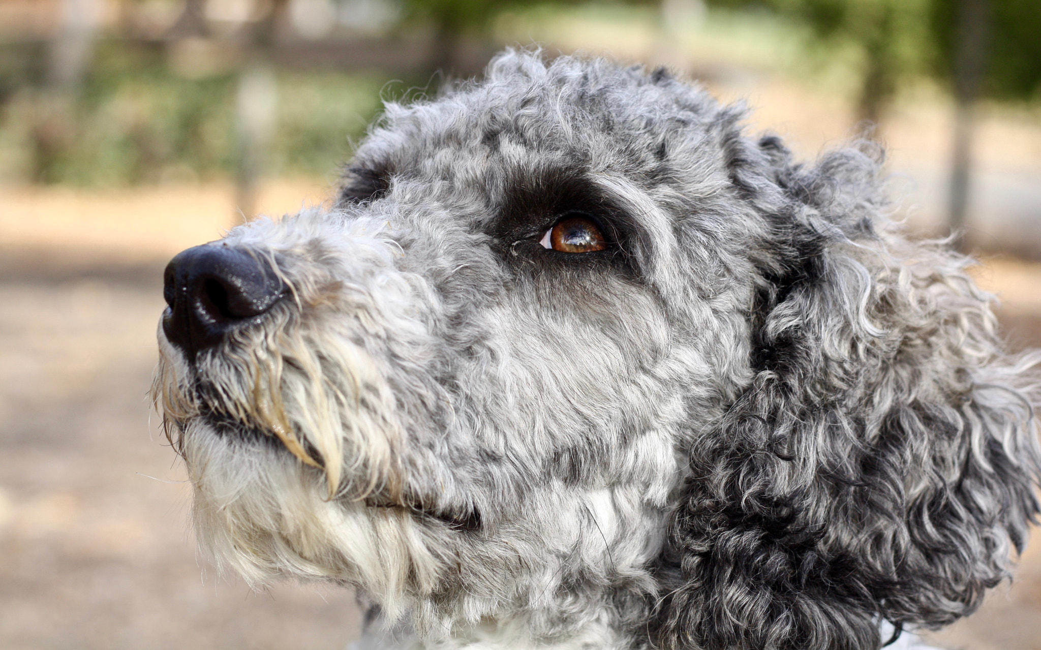 Canon EOS 450D (EOS Rebel XSi / EOS Kiss X2) sample photo. My brown-eyed girl photography