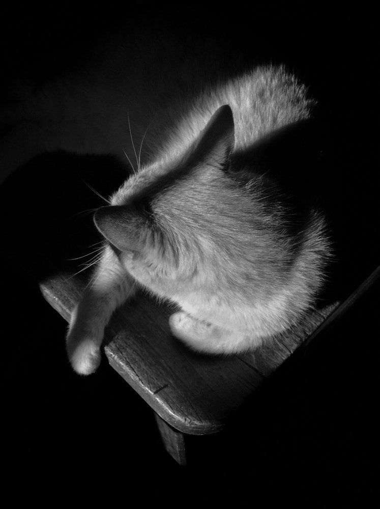 Apple iPad Air sample photo. The cat photography