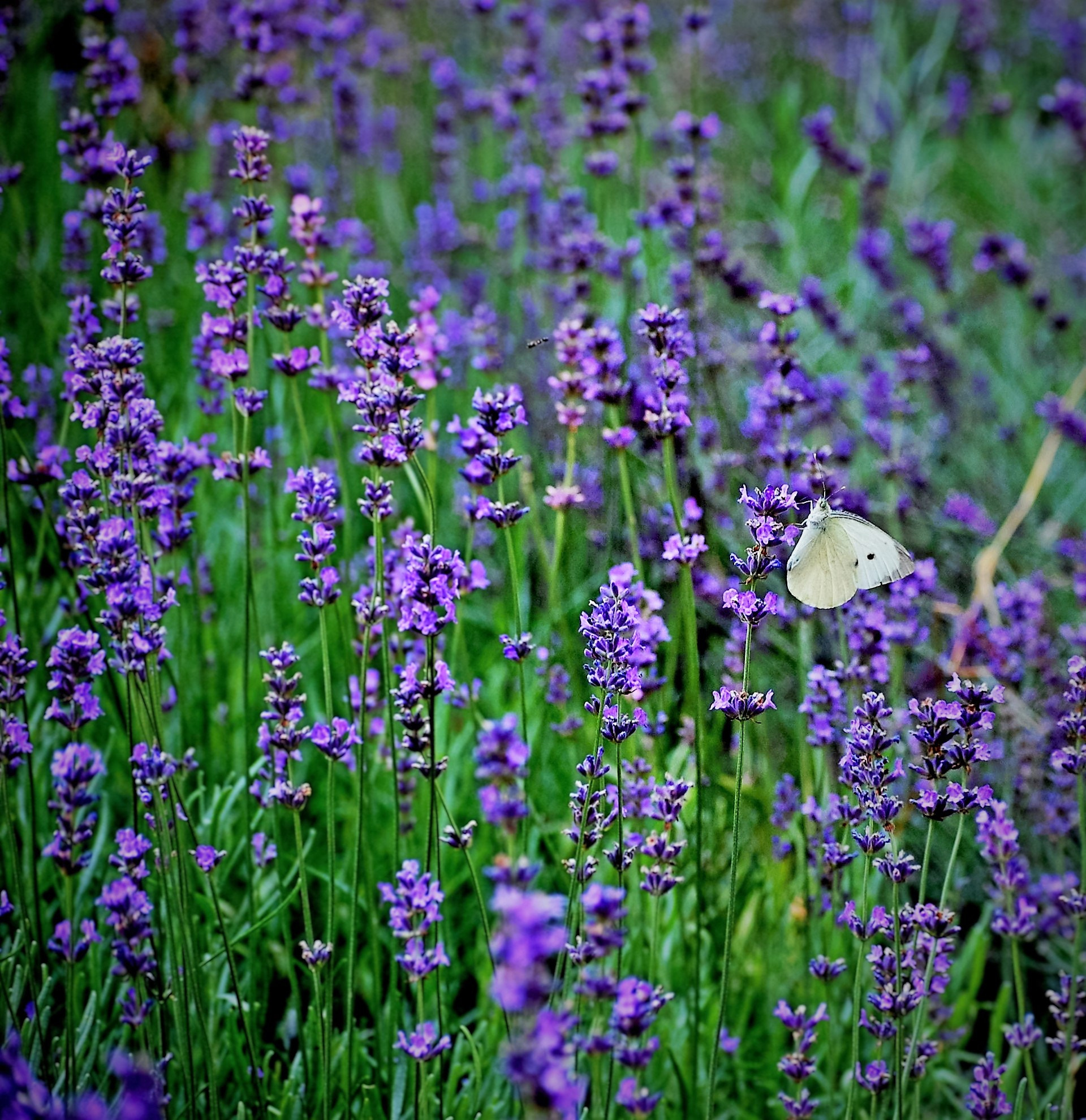 Nikon D40 sample photo. Lavender photography