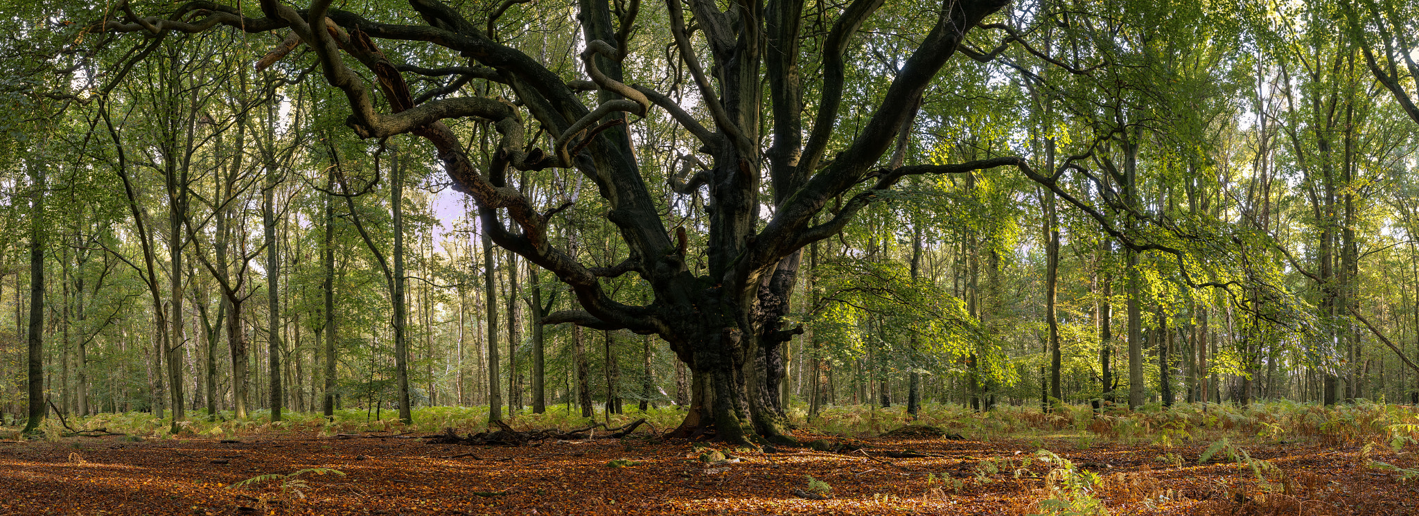 Sony Alpha NEX-6 + E 50mm F1.8 OSS sample photo. The learned tree panorama photography