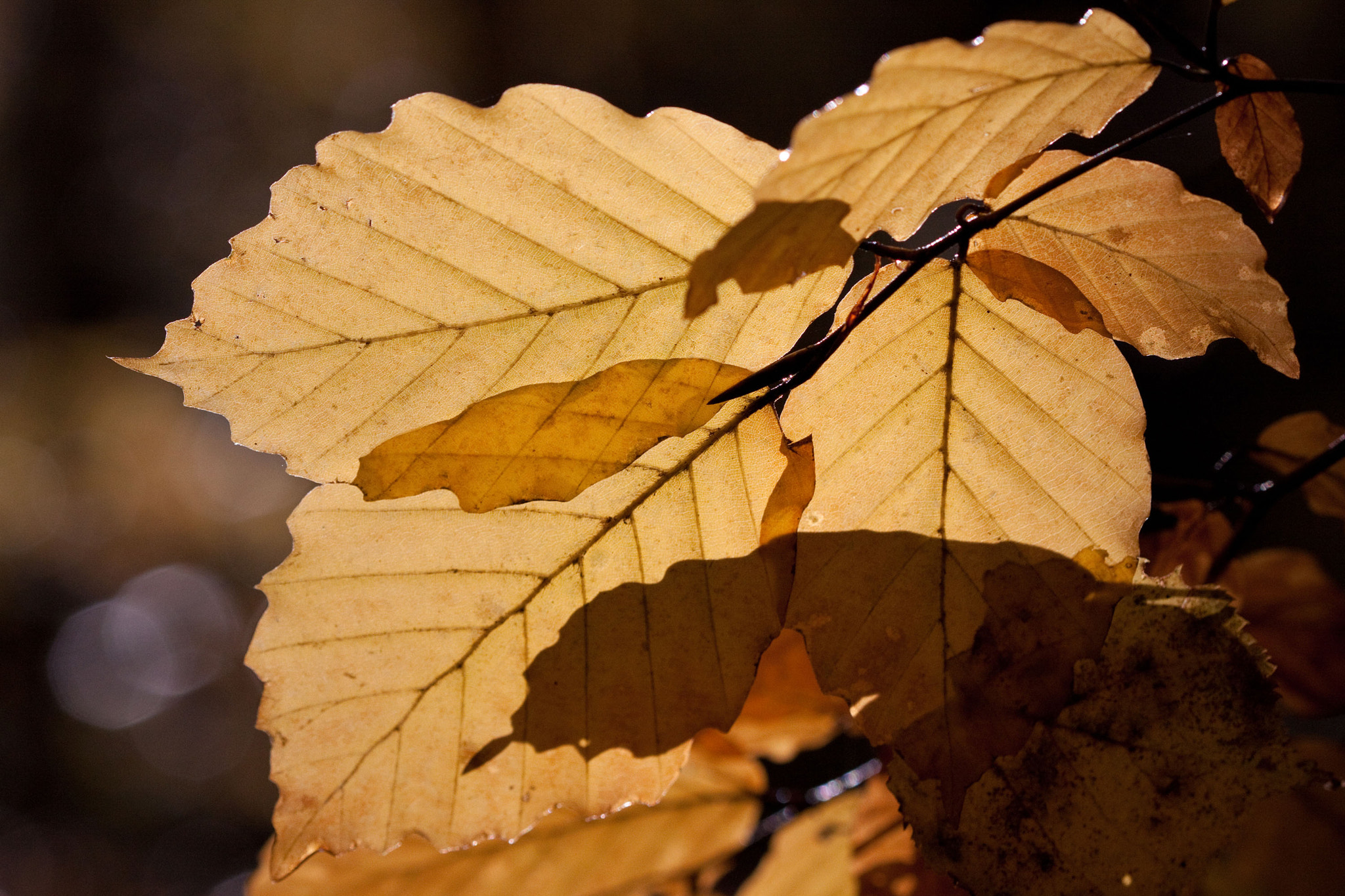 Canon EF 100mm F2.8 Macro USM sample photo. Automne (autumn) photography