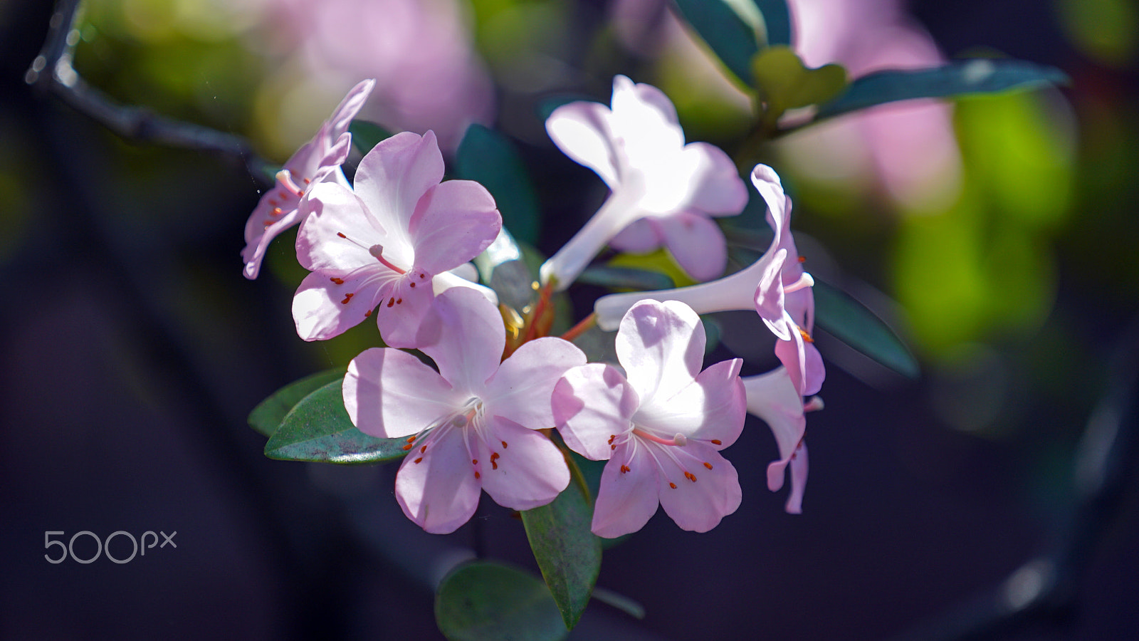 Sony a7S II + Sony FE 70-200mm F4 G OSS sample photo. Because you make me move photography