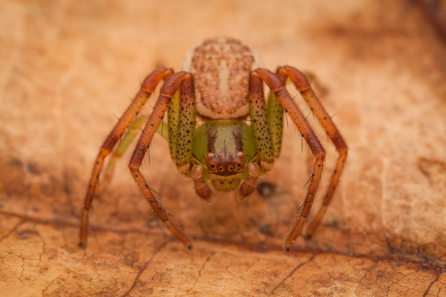 Canon MP-E 65mm F2.5 1-5x Macro Photo sample photo. Diaea dorsata photography