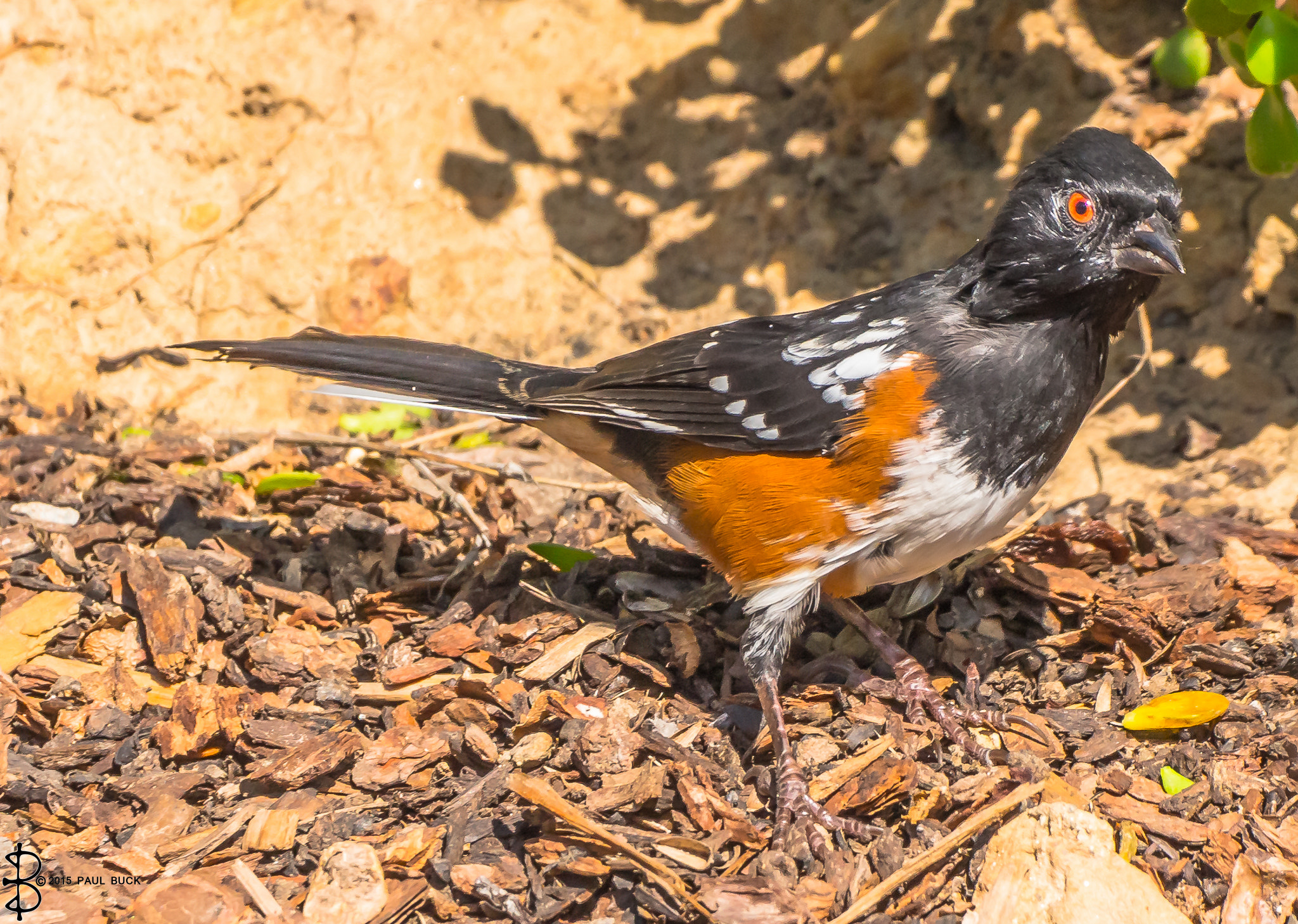 Canon EOS 650D (EOS Rebel T4i / EOS Kiss X6i) + Tamron SP 150-600mm F5-6.3 Di VC USD sample photo. Spotted towhee scavangers on the ground. photography