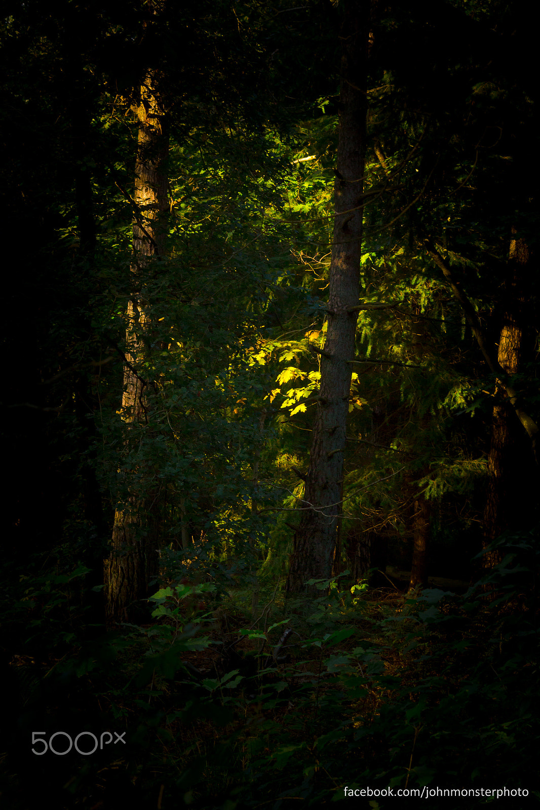Sigma 70-300mm F4-5.6 APO DG Macro sample photo. Autumn photography
