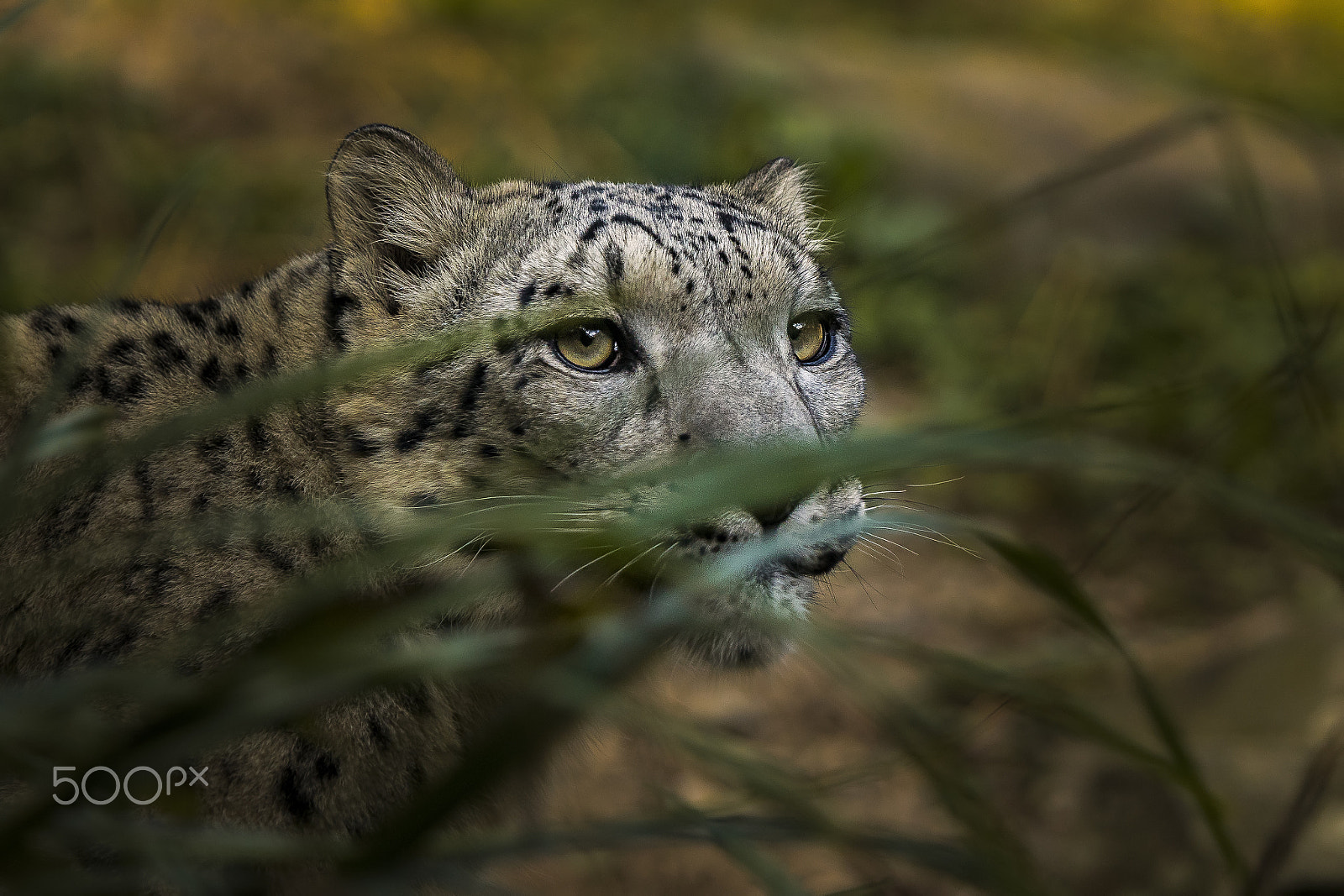 Sony ILCA-77M2 + Tamron SP 70-200mm F2.8 Di VC USD sample photo. Behind the grass photography