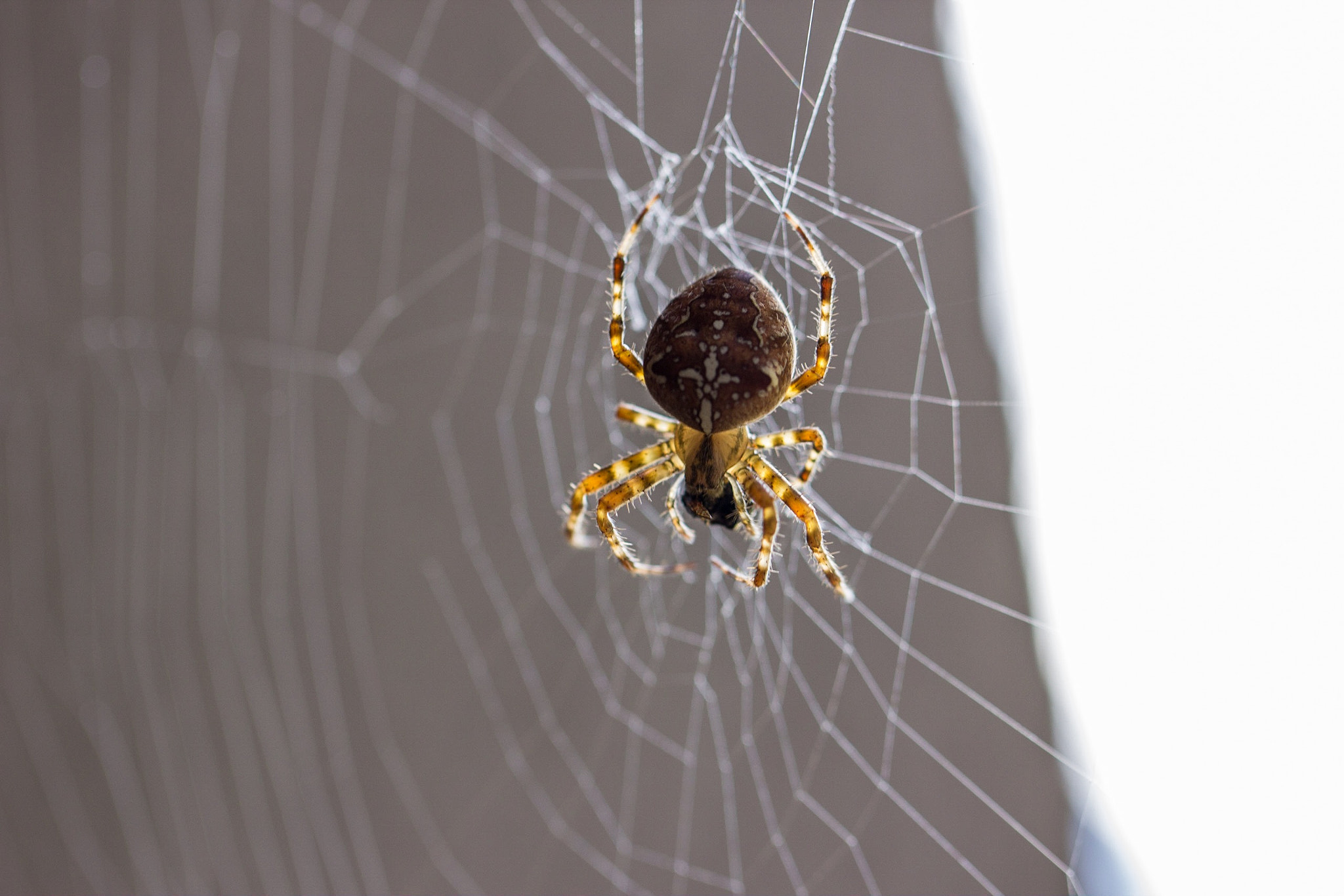 Canon EF 100mm F2.8L Macro IS USM sample photo. Spider photography