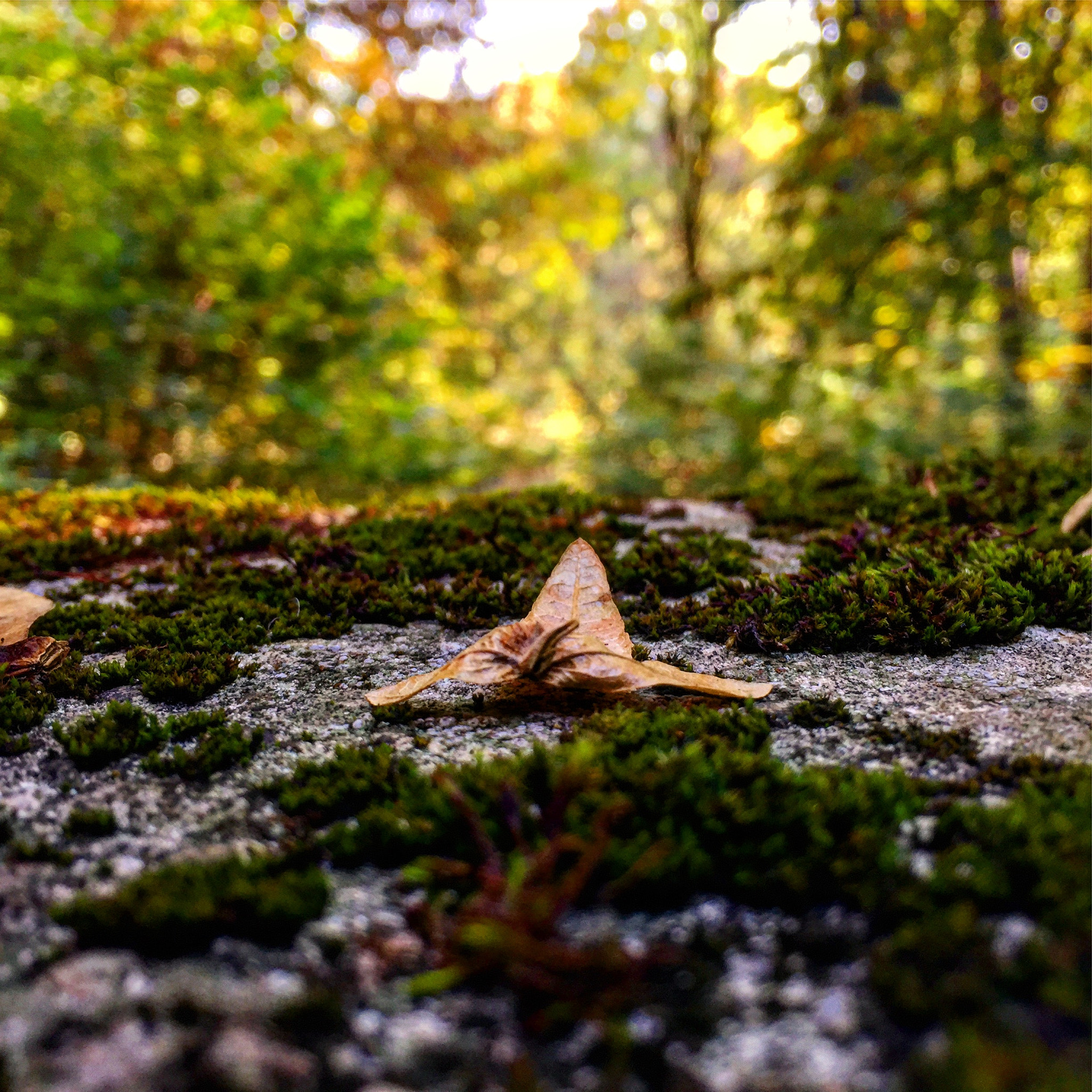 Jag.gr 645 PRO Mk III for Apple iPhone 6 sample photo. Leaf photography