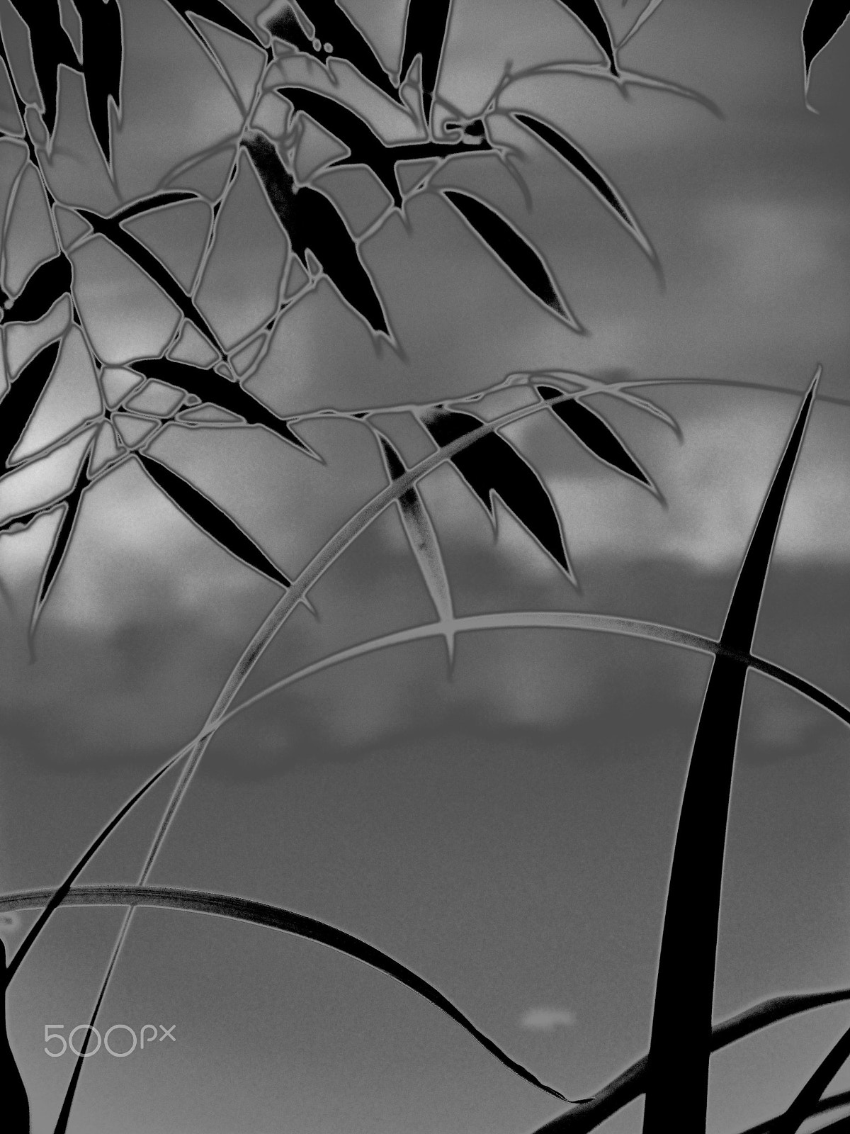 Nikon Coolpix S8000 sample photo. Weeping willow by the pond photography