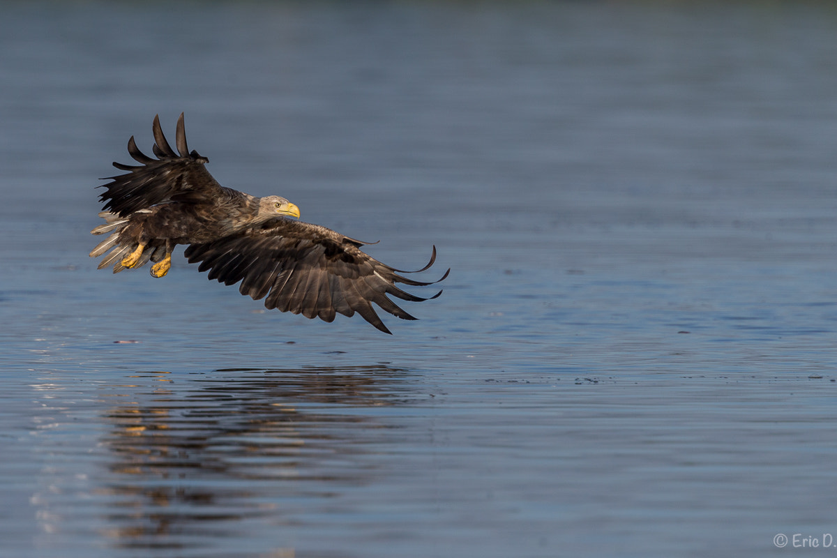 Canon EF 400mm F4 DO IS II USM sample photo. Sea eagle: catch the fish sequenz photography
