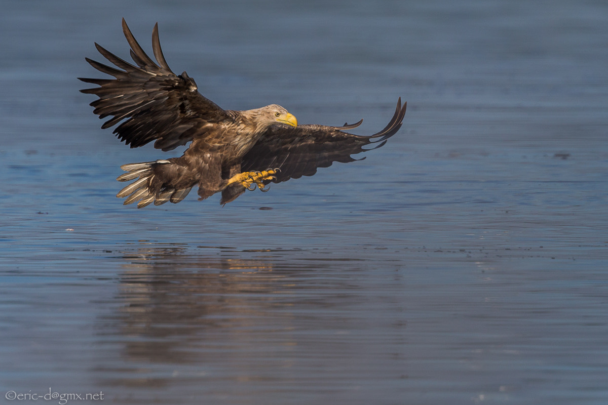 Canon EF 400mm F4 DO IS II USM sample photo. Sea eagle: catch the fish sequenz photography
