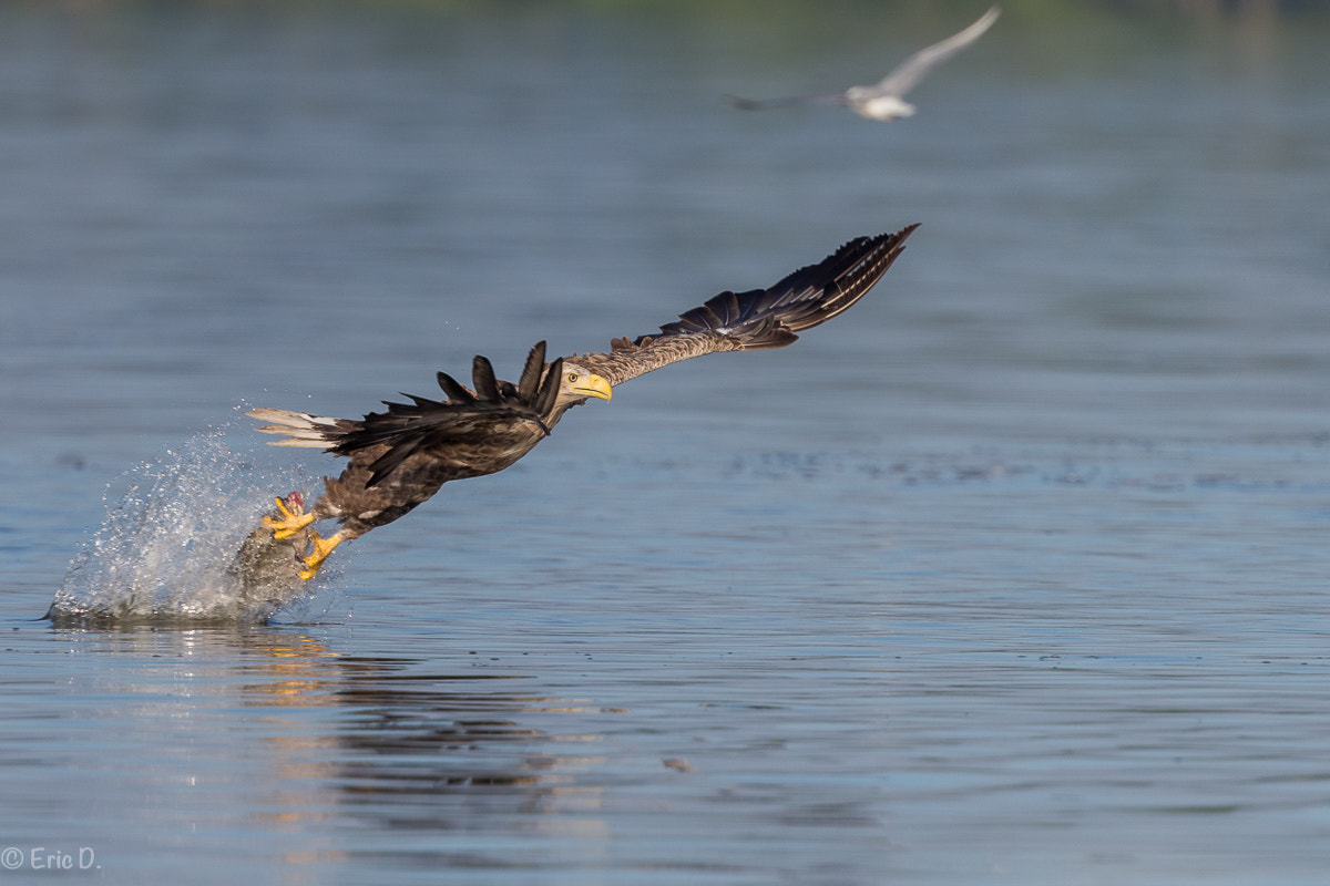 Canon EOS-1D X + Canon EF 400mm F4 DO IS II USM sample photo. Sea eagle: catch the fish sequenz photography