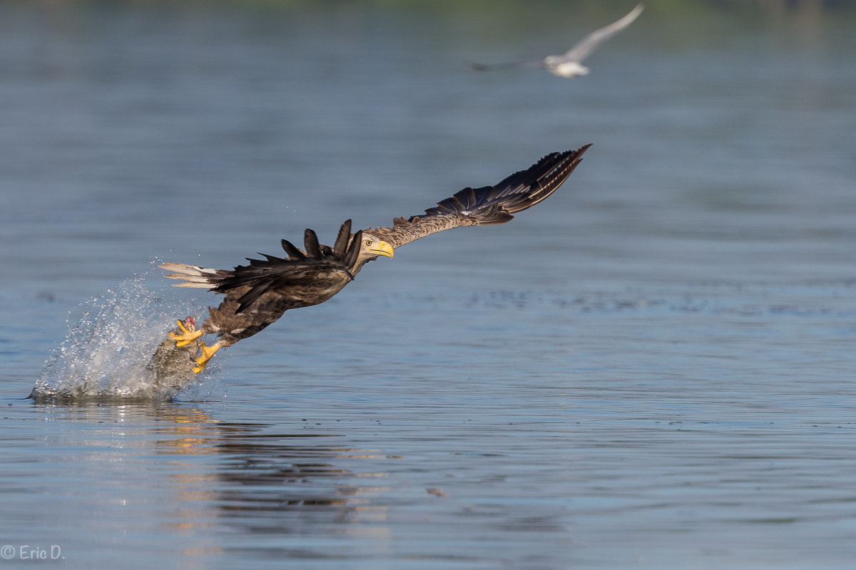 Canon EF 400mm F4 DO IS II USM sample photo. Sea eagle: catch the fish sequenz photography