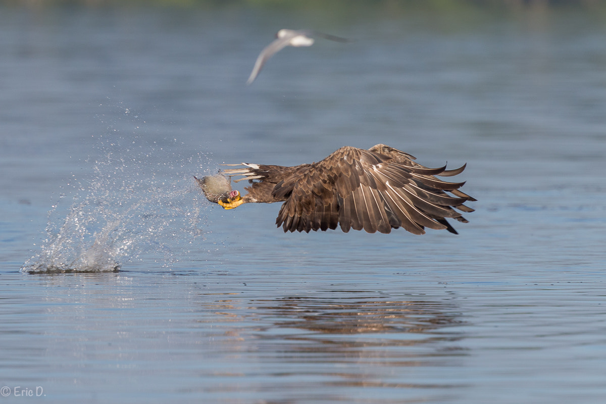 Canon EOS-1D X + Canon EF 400mm F4 DO IS II USM sample photo. Sea eagle: catch the fish sequenz photography