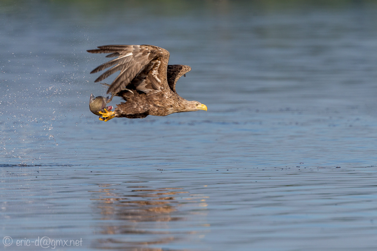 Canon EOS-1D X + Canon EF 400mm F4 DO IS II USM sample photo. Sea eagle: catch the fish sequenz photography