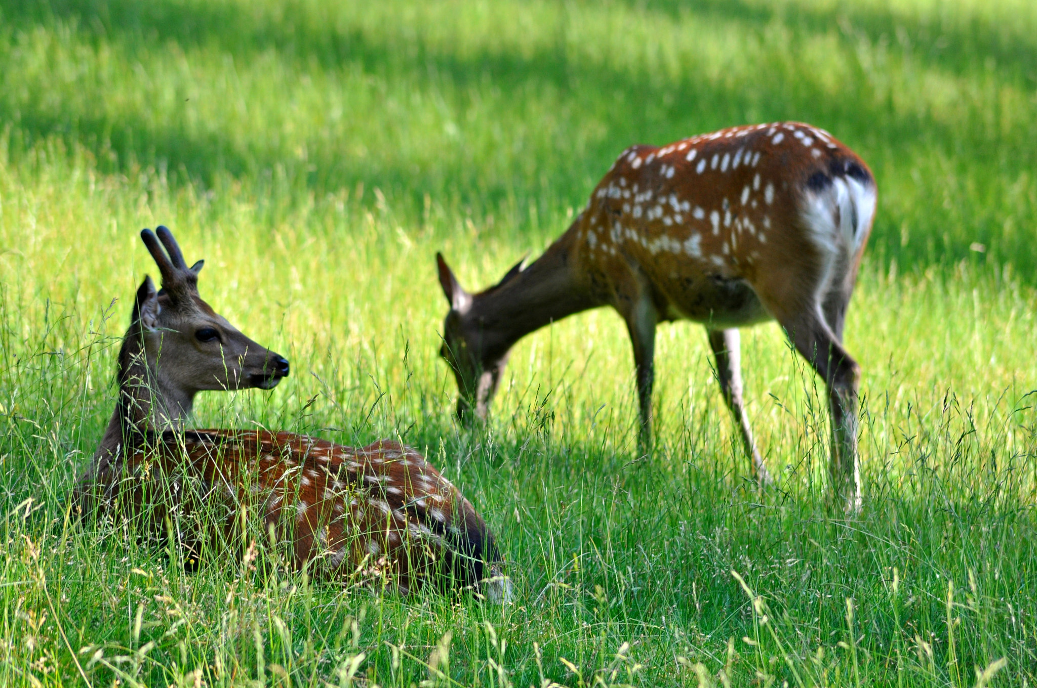 Nikon D5000 sample photo. Capr prch photography