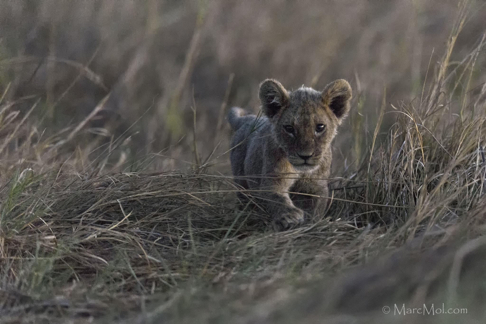 Nikon D4S + Nikon AF-S Nikkor 400mm F2.8E FL ED VR sample photo. Little survivor photography