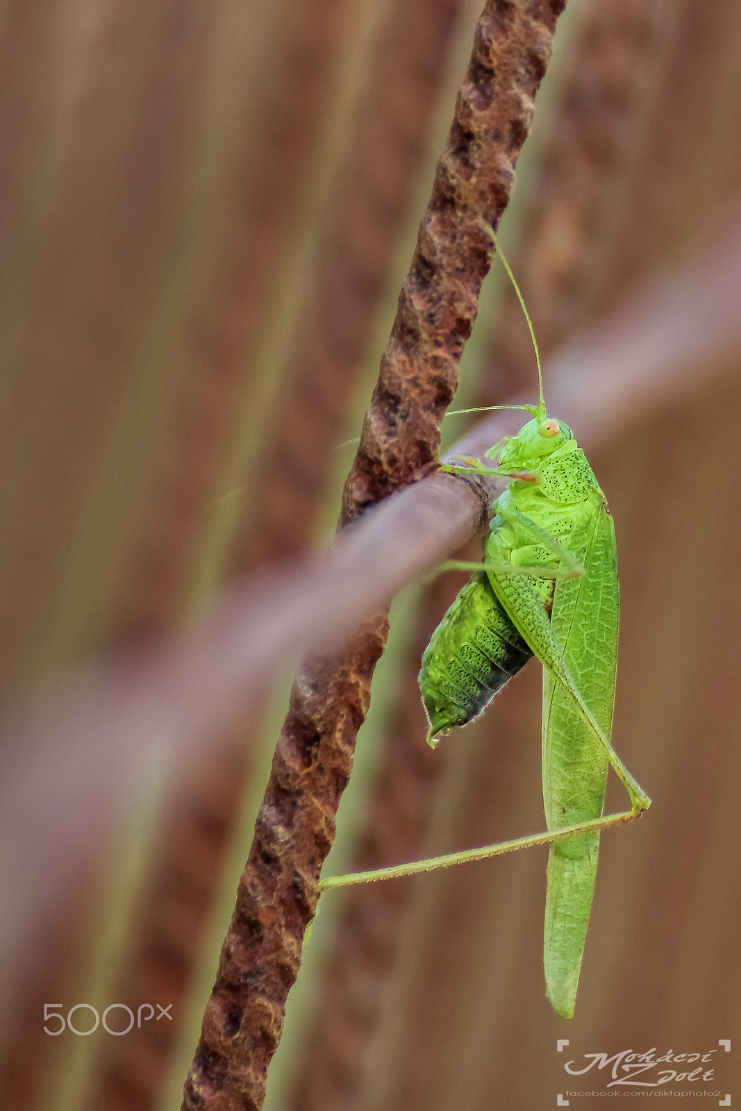 Tamron SP 35mm F1.8 Di VC USD sample photo. Zöld lombszöcske (tettigonia viridissima) photography