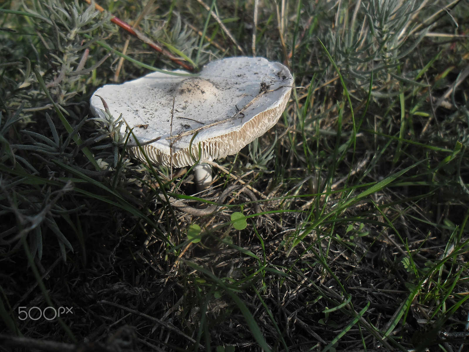 Samsung ES90/ ES91 sample photo. Mushroom... photography