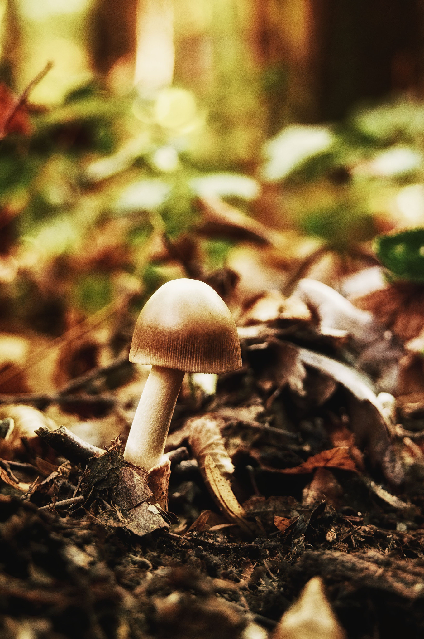 Sony E 18-200mm F3.5-6.3 OSS sample photo. Tiny mushroom photography