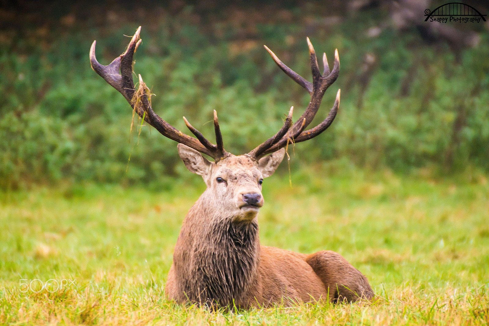 Sigma 50-500mm F4.5-6.3 DG OS HSM sample photo. Stag before the rutting begins photography