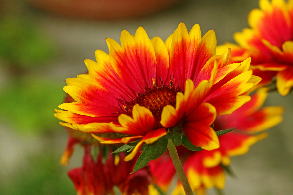 Canon EF 100mm F2.8 Macro USM sample photo. Blanket flower photography