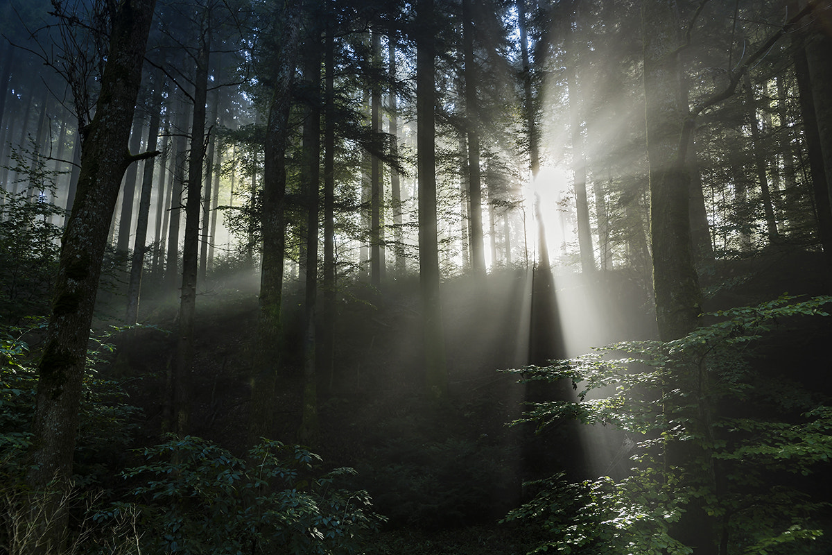 Sony a99 II sample photo. Light flood in the forest photography