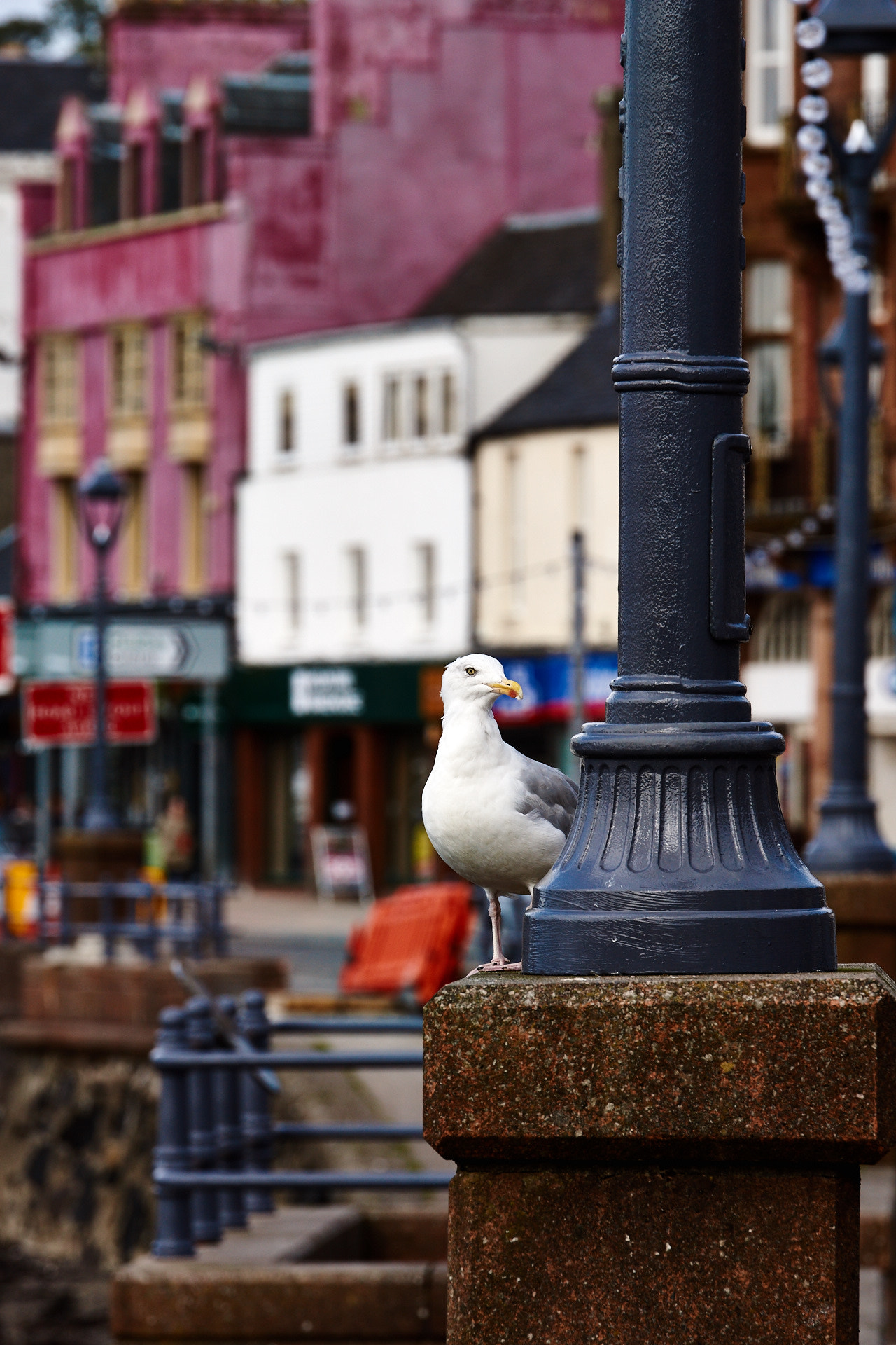 Sony SLT-A77 + Tamron SP 70-200mm F2.8 Di VC USD sample photo. Seagull photography