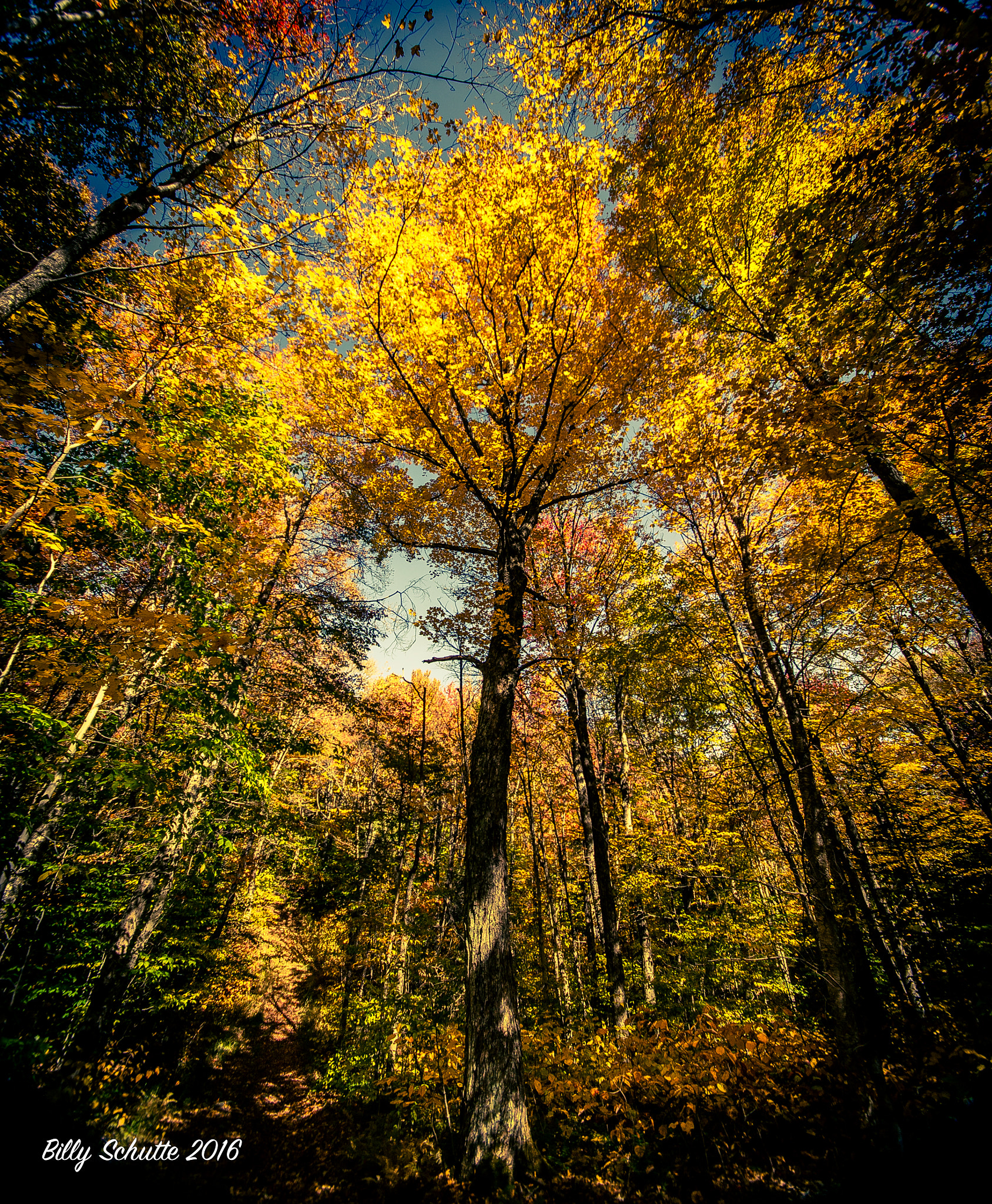 Canon EOS 6D + Sigma 10-20mm F4-5.6 EX DC HSM sample photo. That tree photography