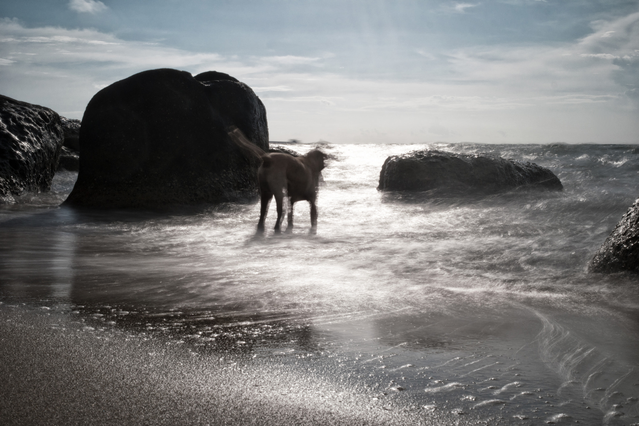 Samsung NX 30mm F2 Pancake sample photo. Dog photography