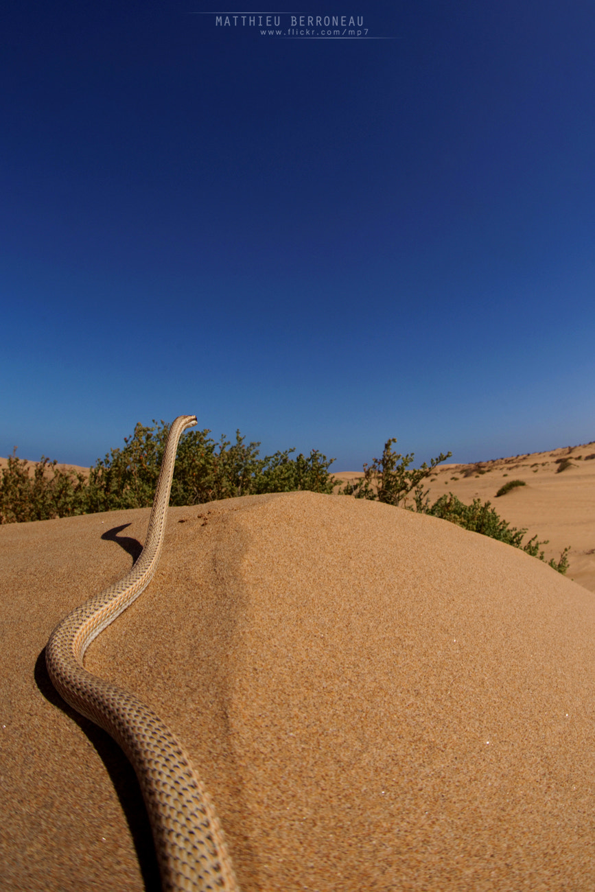 Sony a7 II + Sigma 15mm F2.8 EX DG Diagonal Fisheye sample photo. Hunter of the sand photography