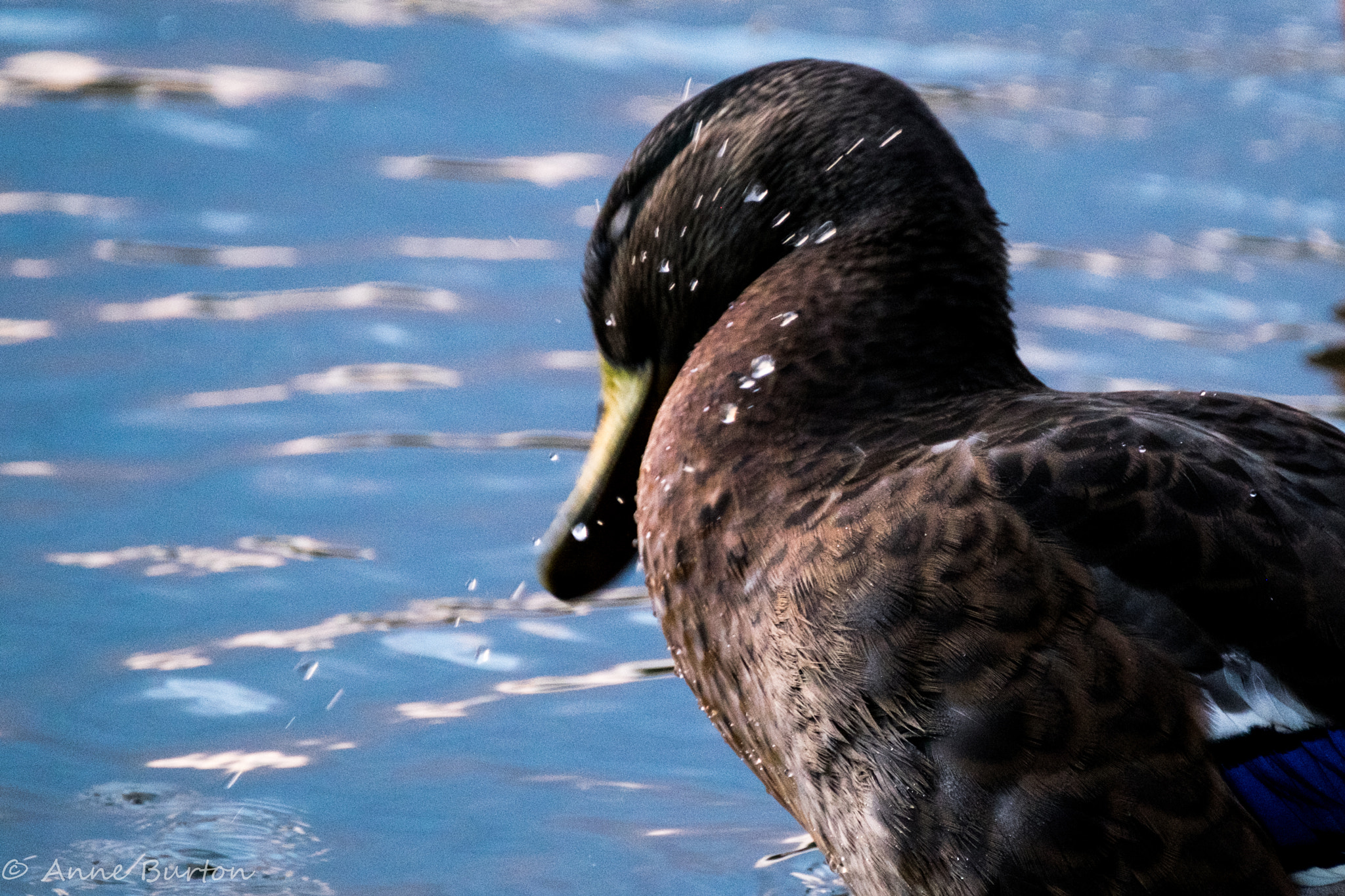 Fujifilm X-T1 + XF100-400mmF4.5-5.6 R LM OIS WR + 1.4x sample photo. Shake photography