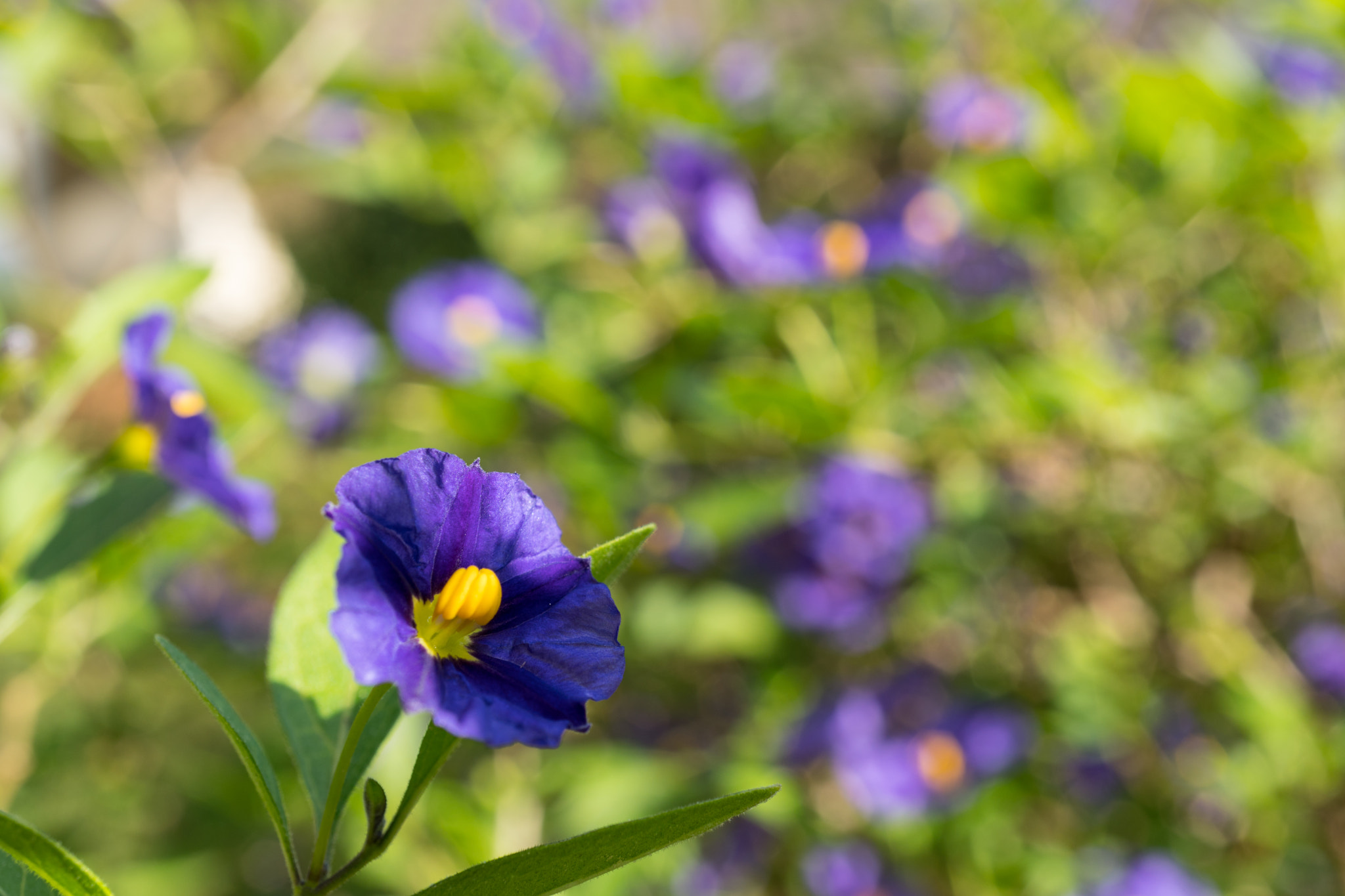 Sony a6300 + Sony E 30mm F3.5 Macro sample photo. Flowers photography