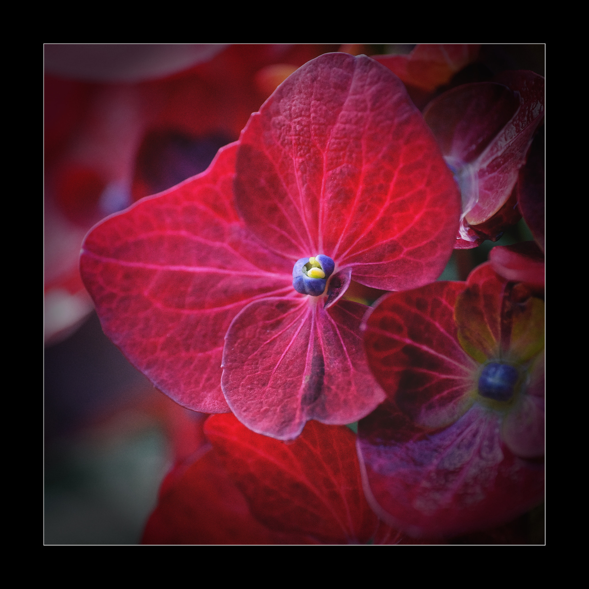 ZEISS Touit 50mm F2.8 sample photo. Hydrangea photography