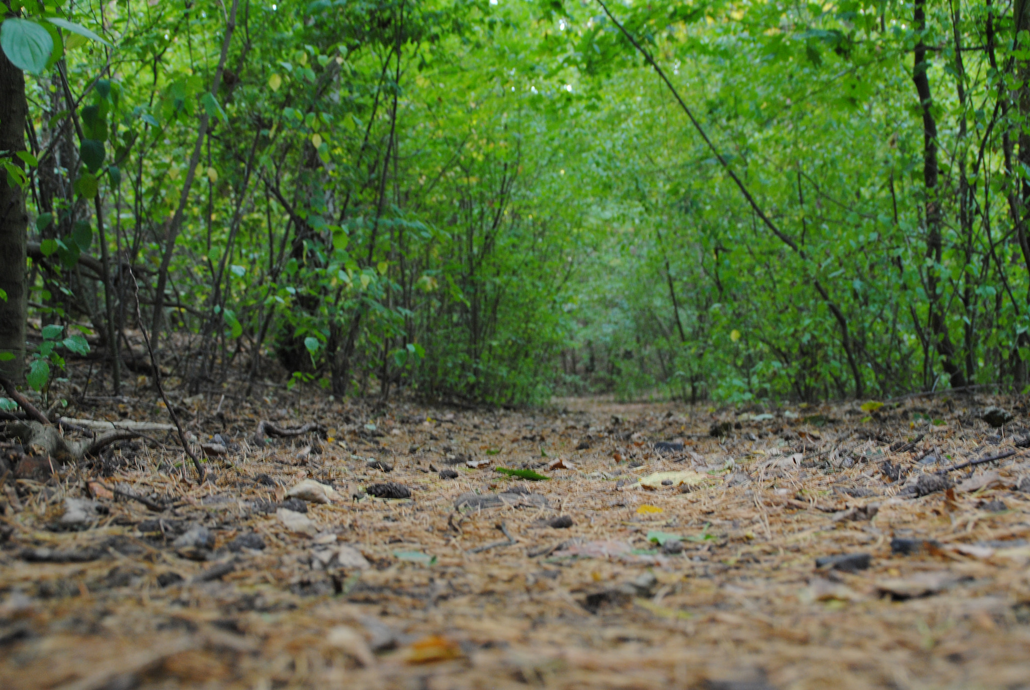 Nikon D3000 sample photo. Magical path photography