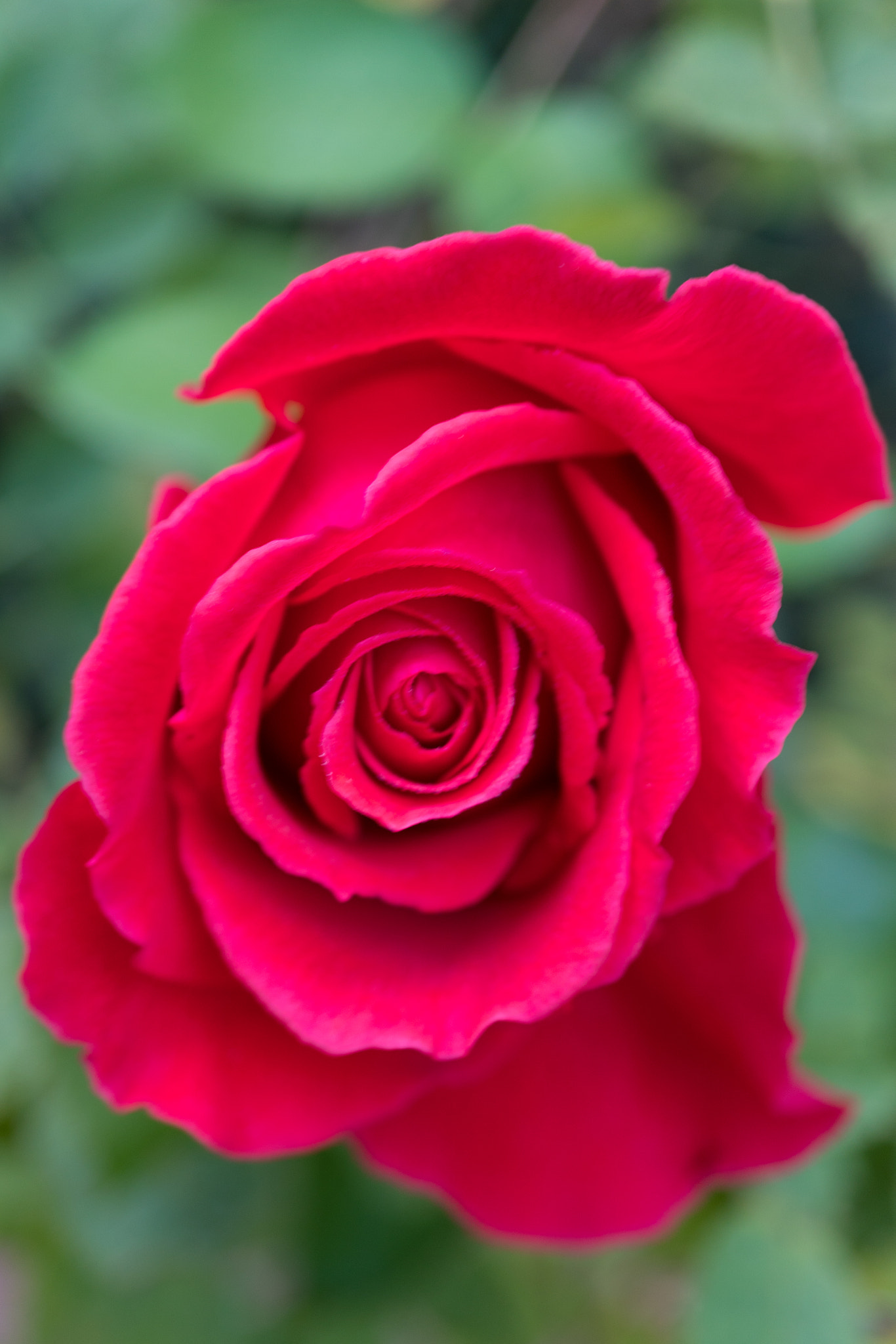 Sony a6300 + Sony E 30mm F3.5 Macro sample photo. Red rose photography