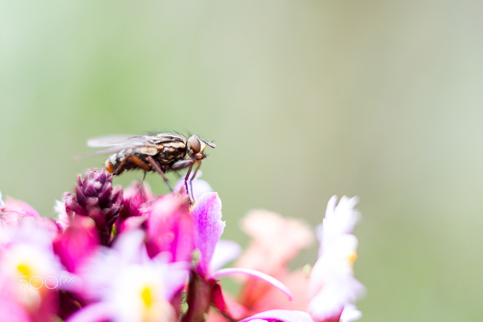 Nikon AF-S DX Micro Nikkor 40mm F2.8 sample photo. Wild orchids photography