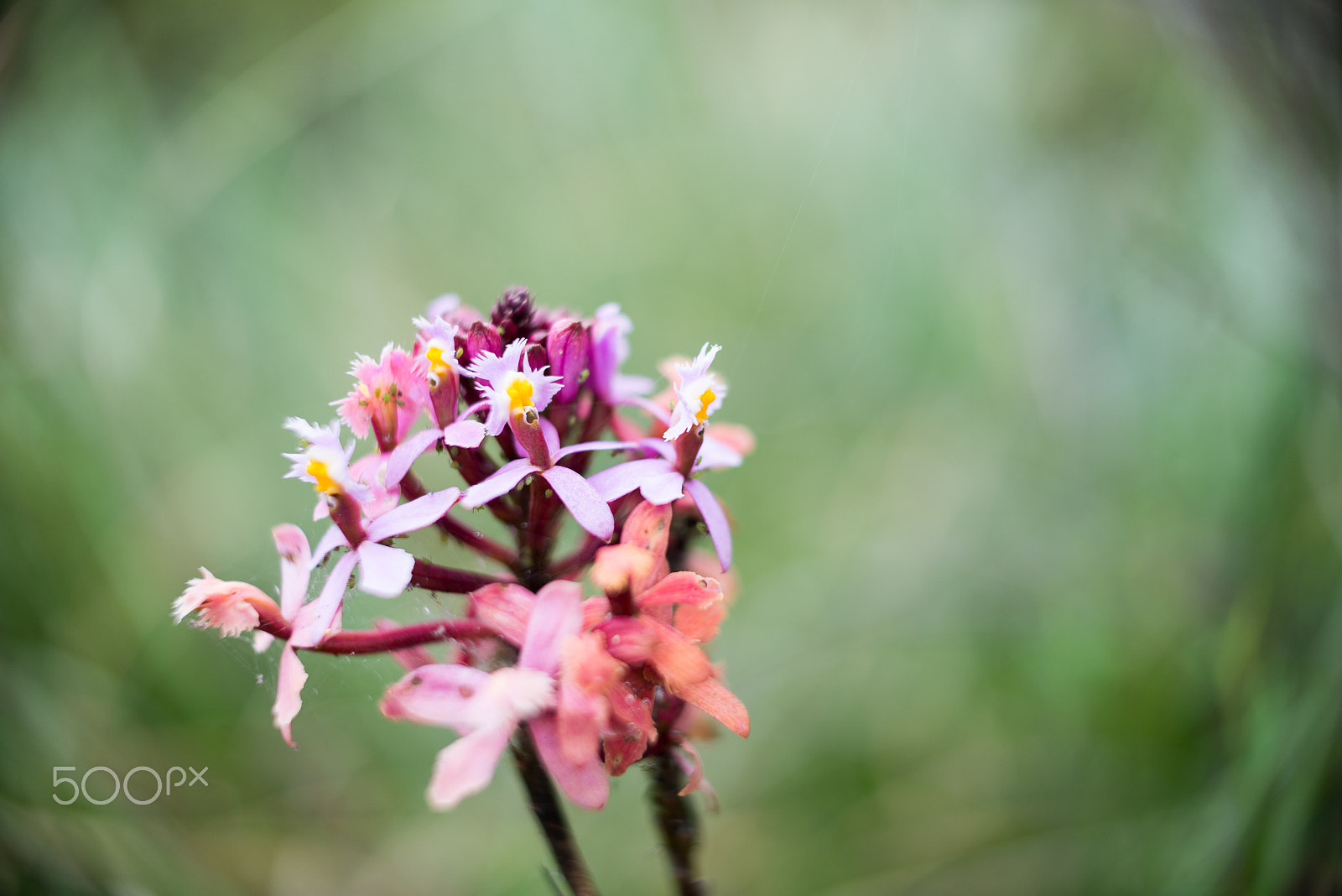 Nikon AF-S DX Micro Nikkor 40mm F2.8 sample photo. Wild orchids photography