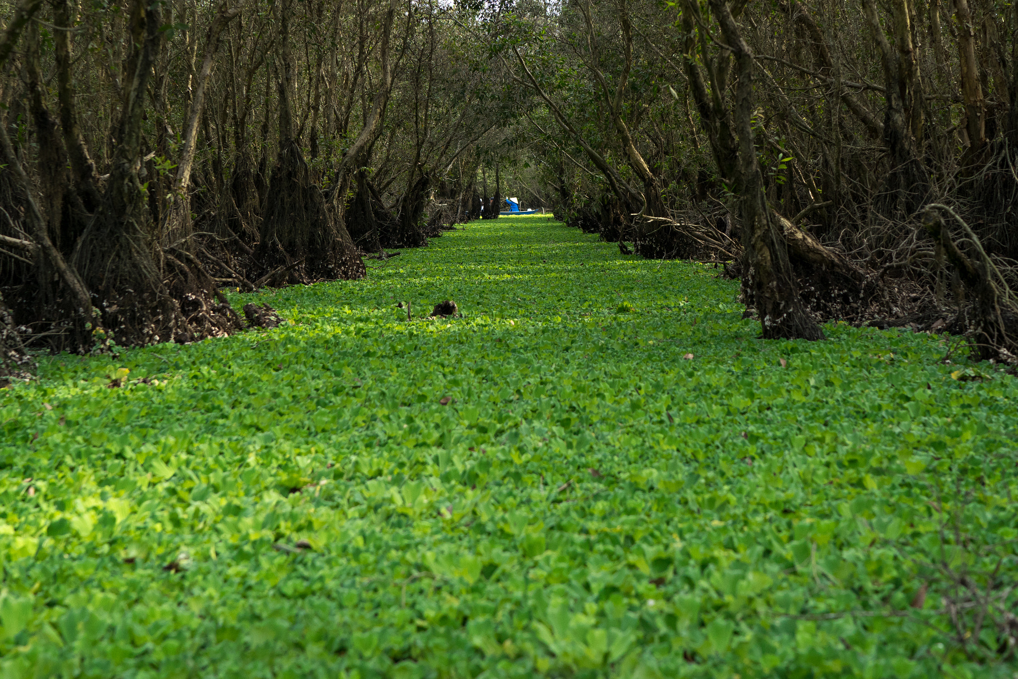 Sony a7R sample photo. Vietnam photography