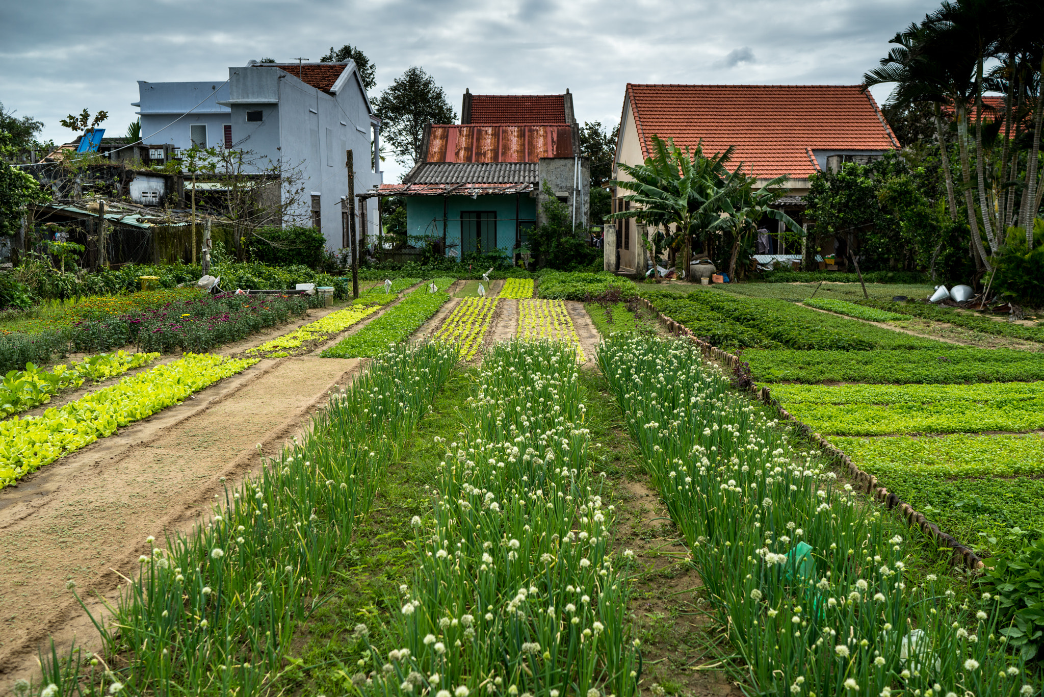 Sony a7R sample photo. Vietnam photography