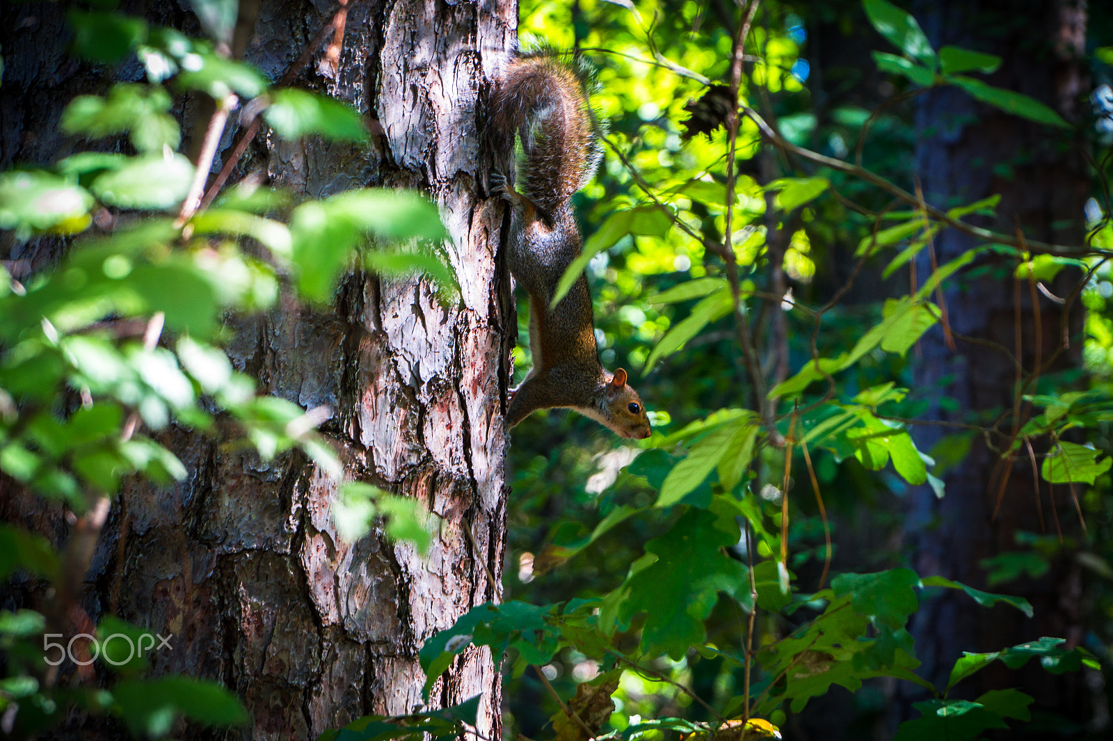 Sony Alpha a5000 (ILCE 5000) + Sony E PZ 18-105mm F4 G OSS sample photo. Squirrel love photography