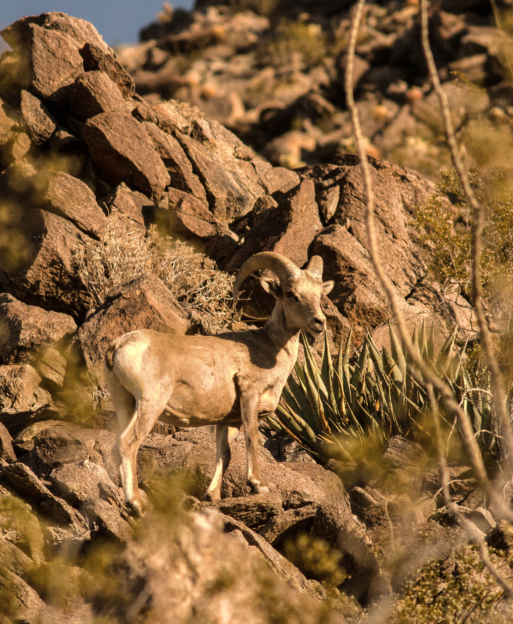 Sony a99 II + Minolta AF 200mm F2.8 HS-APO G sample photo. Borrego photography