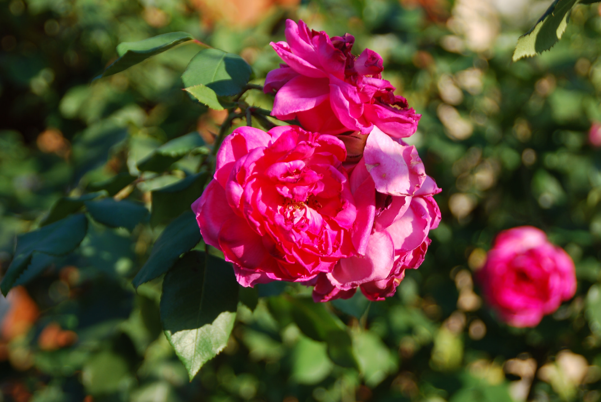 Nikon D60 sample photo
