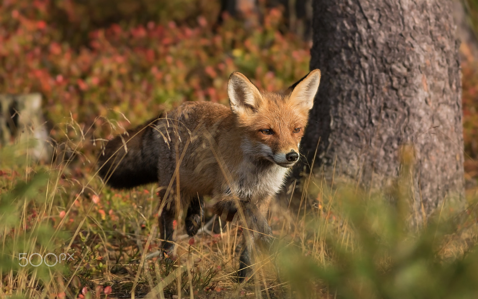 Canon EOS 760D (EOS Rebel T6s / EOS 8000D) + Canon EF 400mm F5.6L USM sample photo. Liška obecná ( lišák)- v lidské péči photography