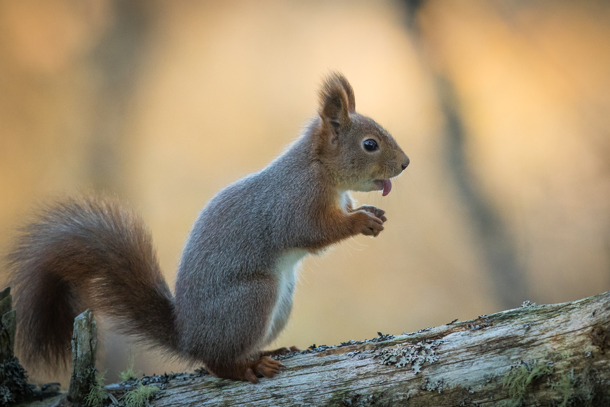 Canon EF 300mm F2.8L IS II USM sample photo. Tongue out!! photography