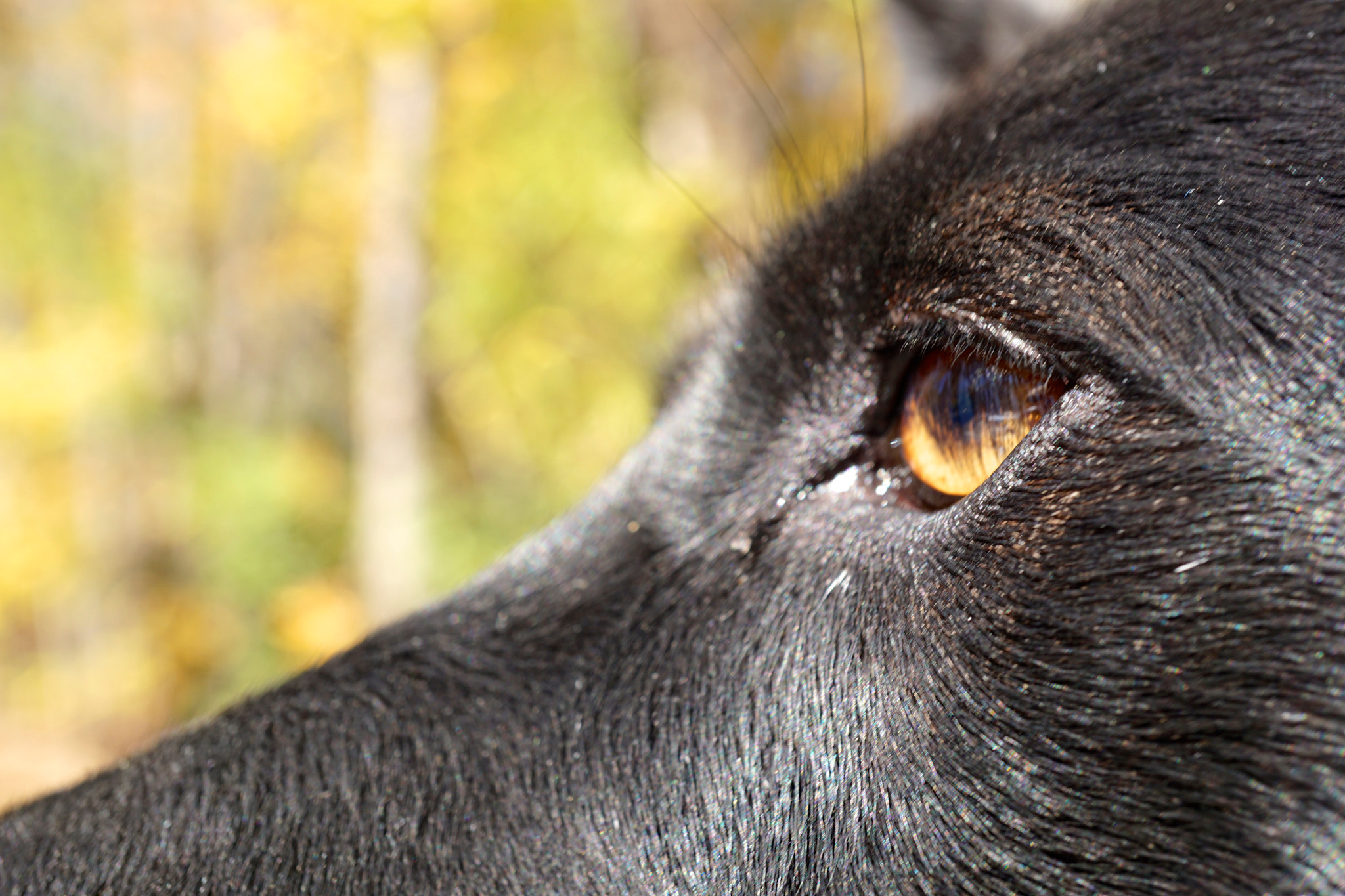 Sony E 30mm F3.5 sample photo. Through bella's eyes photography