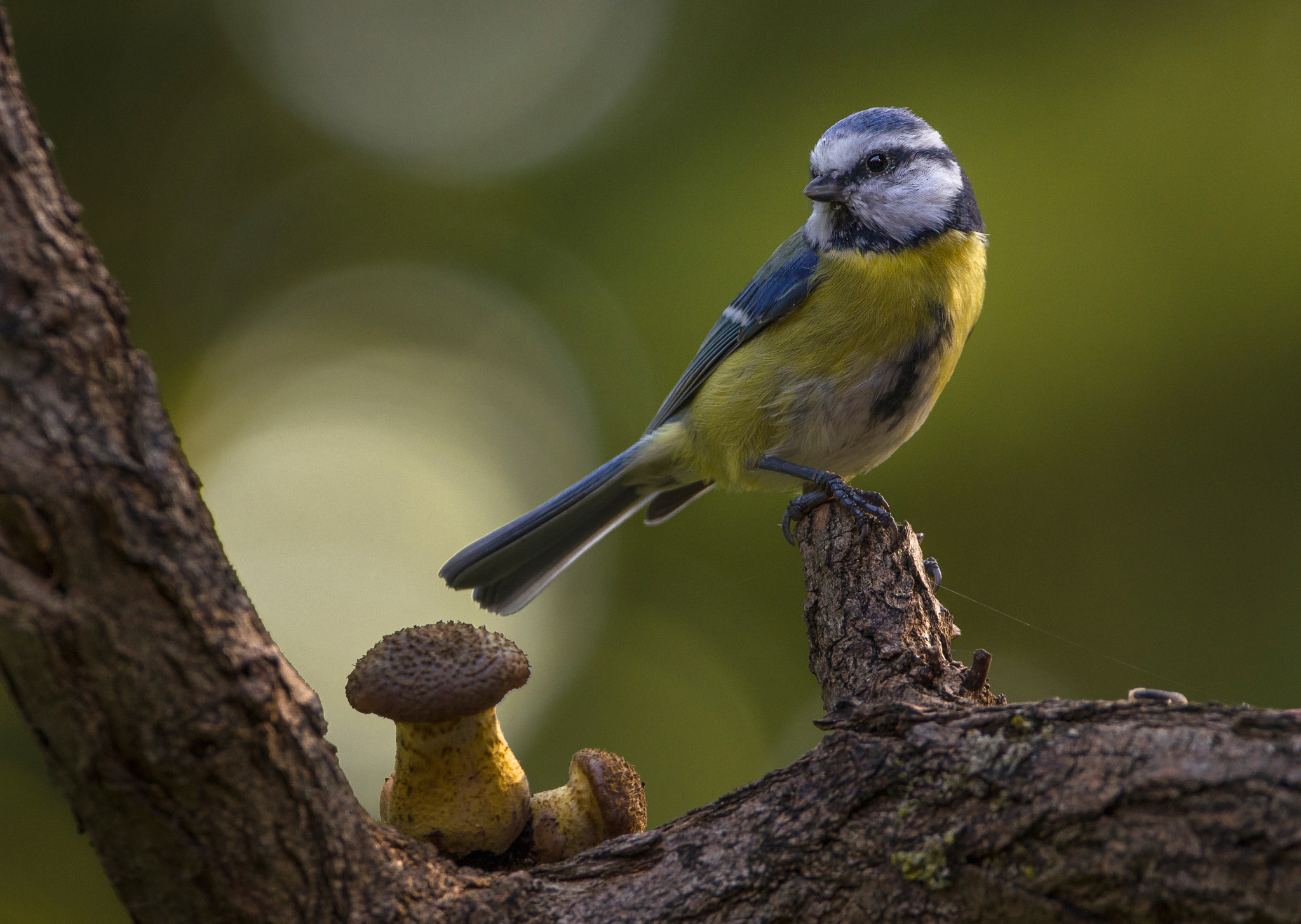 Sigma 150-600mm F5-6.3 DG OS HSM | C sample photo. Bluetit photography