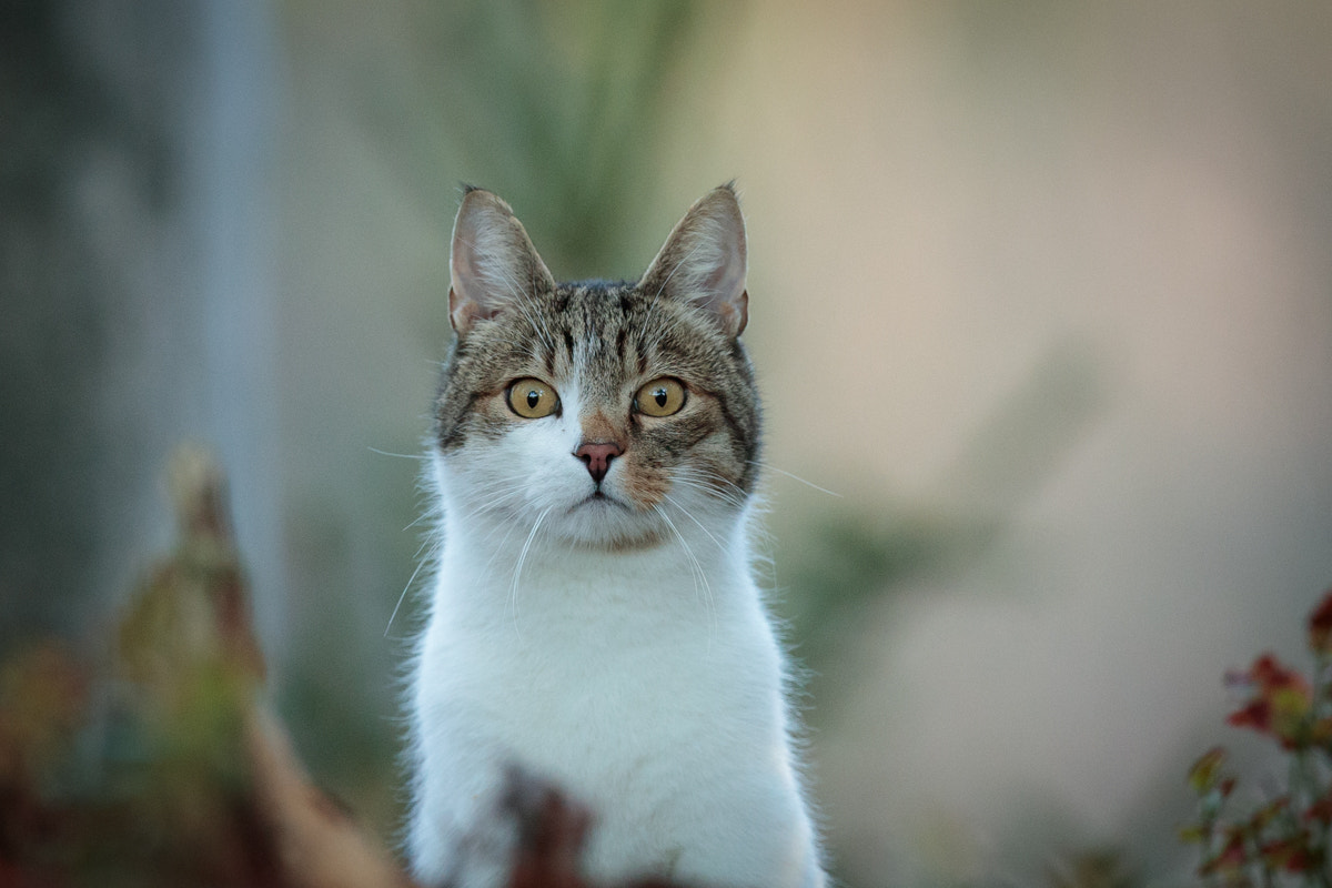 Canon EF 300mm F2.8L IS II USM sample photo. Who are you?? photography