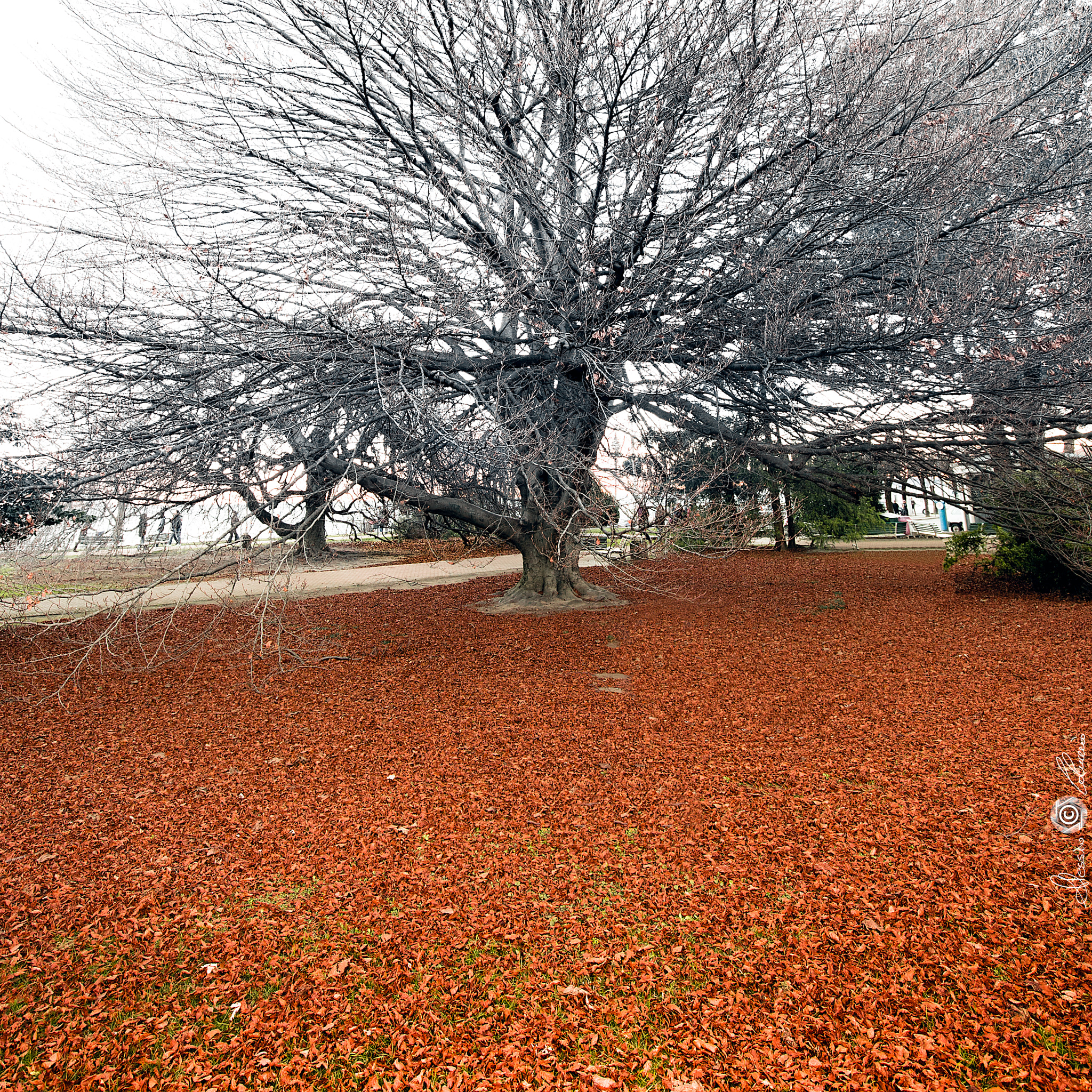 Canon EOS 6D + Canon EF 16-35mm F4L IS USM sample photo. The season of colors photography